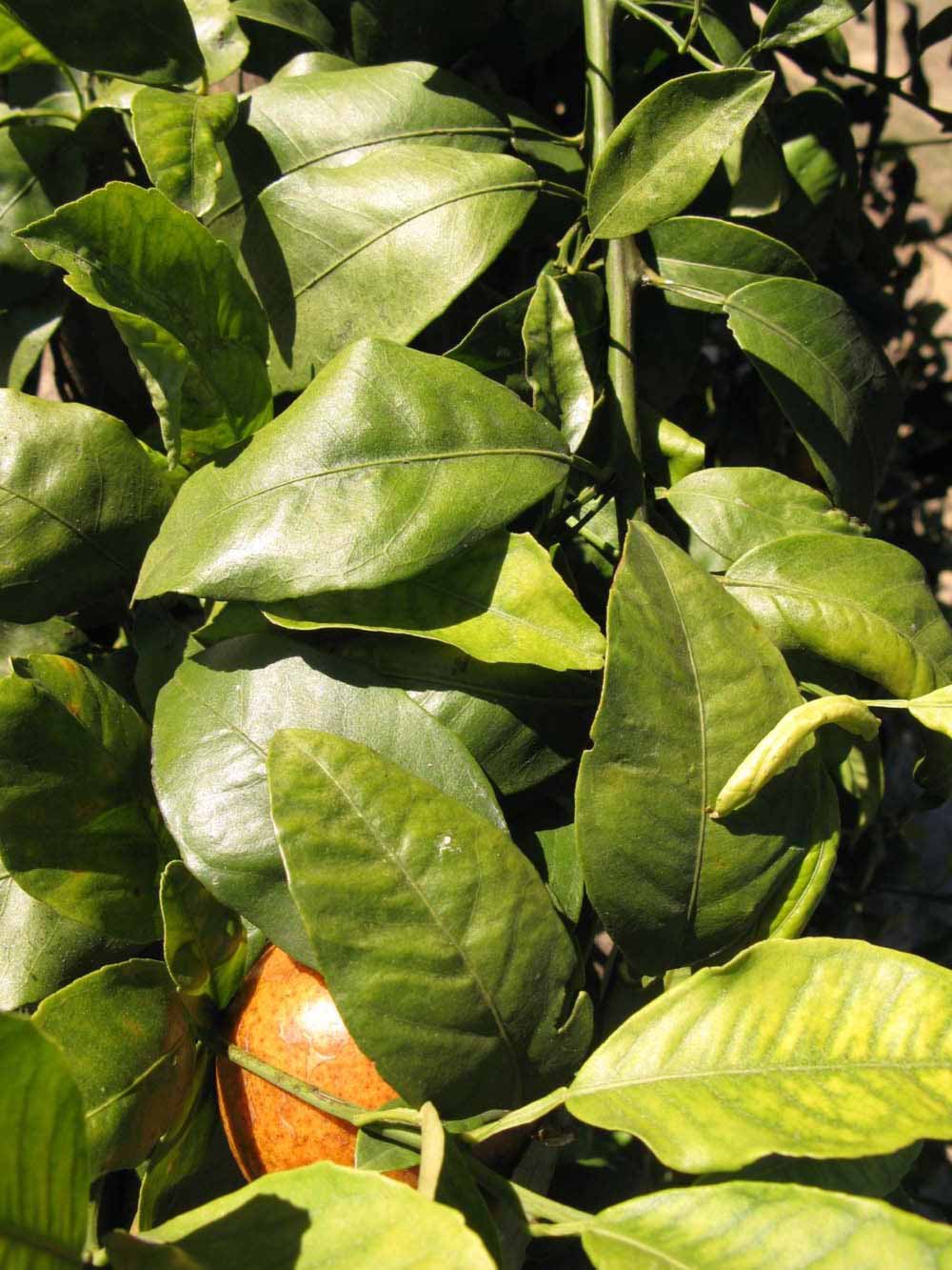            Sun leaves (Winter Haven, FL)   